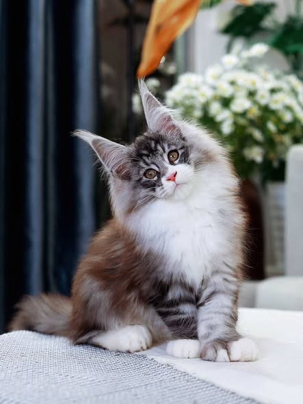 Maine Coon