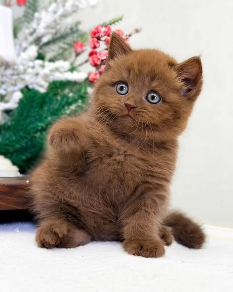 British Shorthair