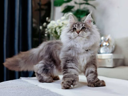 Maine Coon