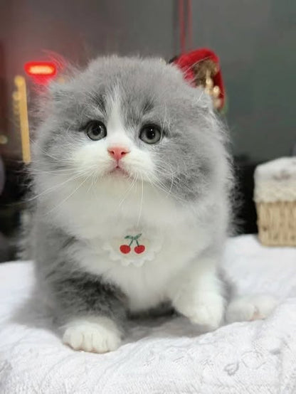 Scottish Fold Longhair