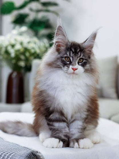 Maine Coon