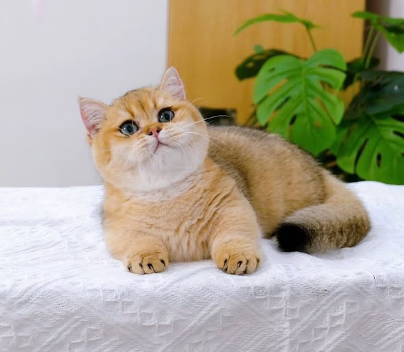 Munchkin