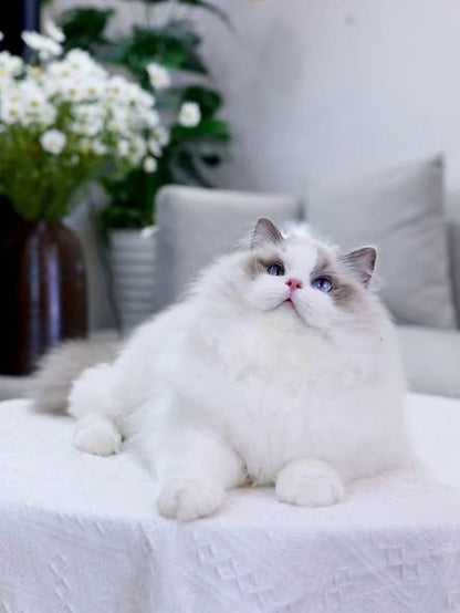 Ragdoll