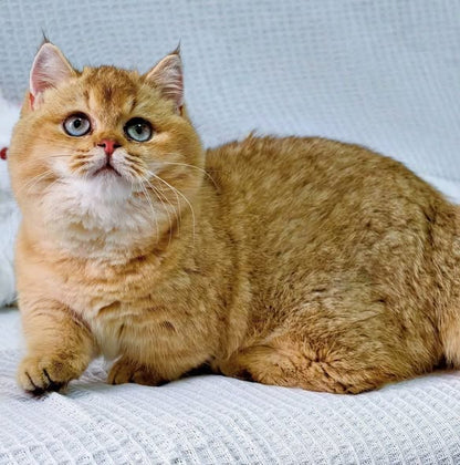 Munchkin