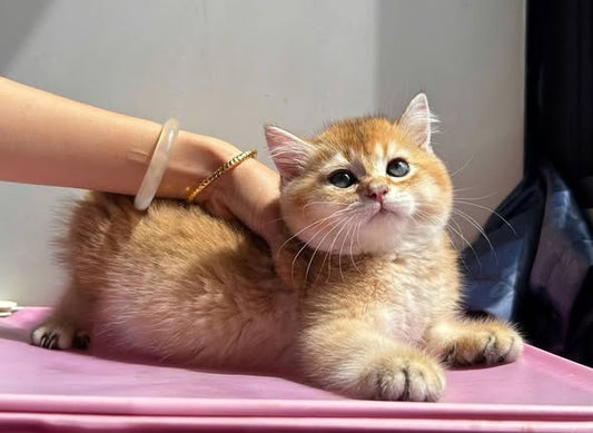 British Shorthair