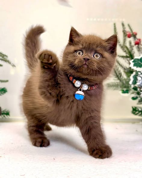 British Shorthair