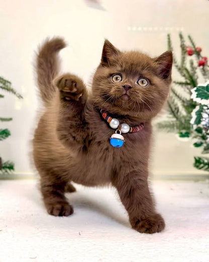 British Shorthair