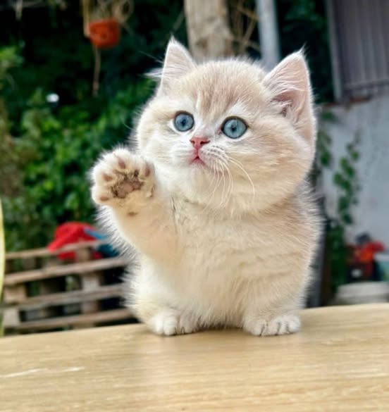 Munchkin