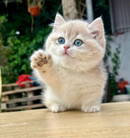 Munchkin