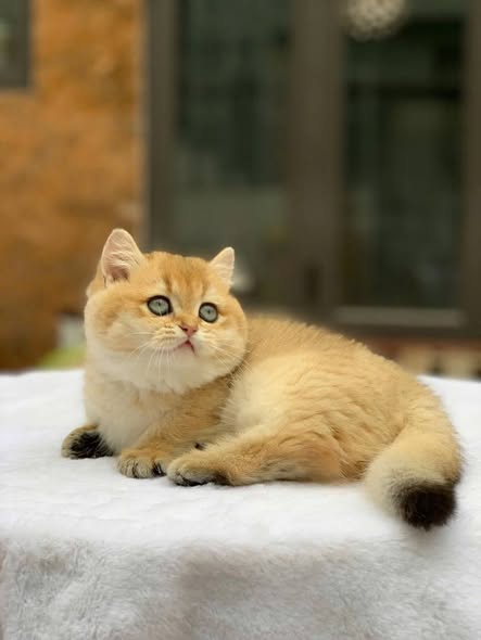 Munchkin