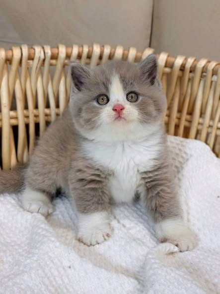 British Shorthair