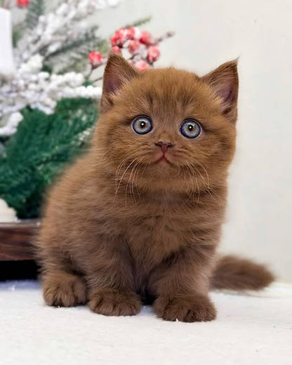 British Shorthair