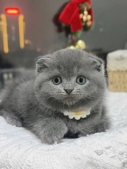 Scottish Fold