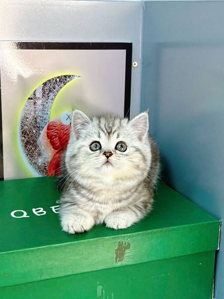 British Shorthair
