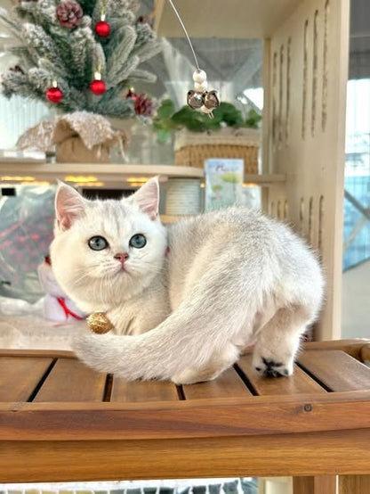 Munchkin