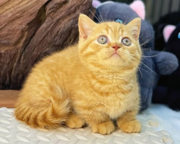 Munchkin