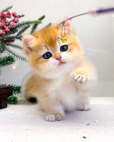 Munchkin