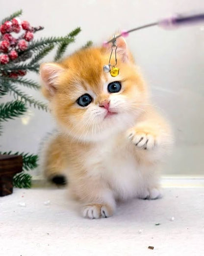 Munchkin