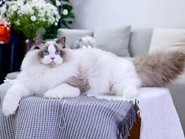 Ragdoll