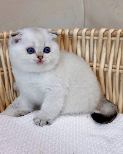 Scottish Fold