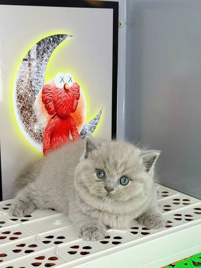 British Shorthair
