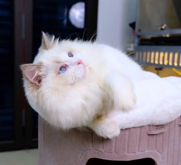 Ragdoll