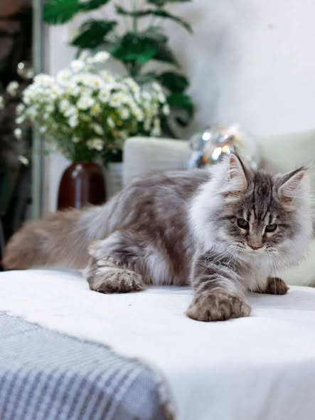 Maine Coon