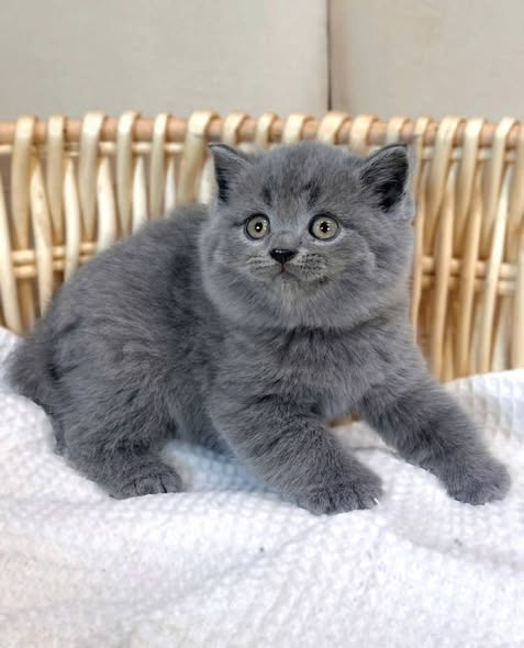 British Shorthair