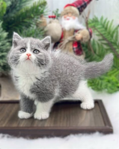 British Shorthair