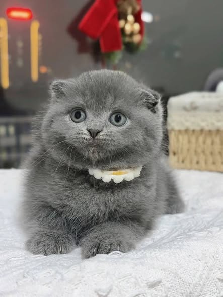 Scottish Fold
