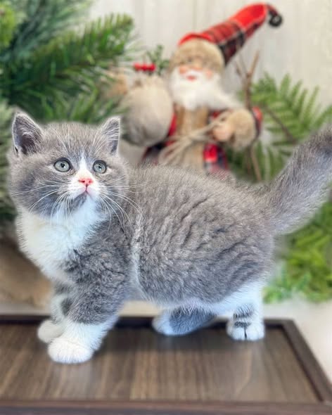 British Shorthair