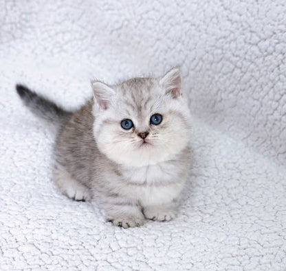 Munchkin