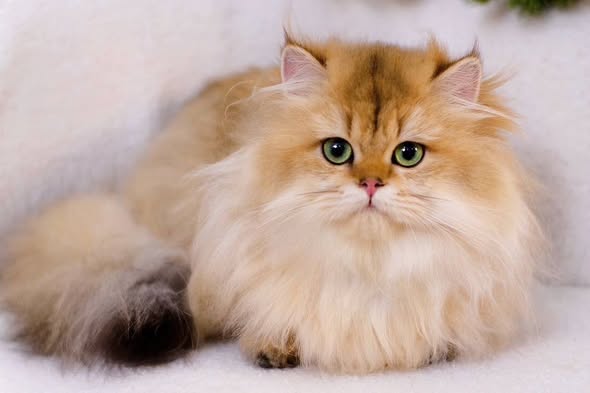 Munchkin Longhair
