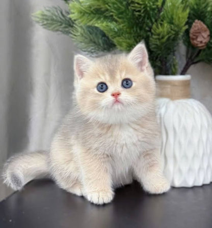 British Shorthair