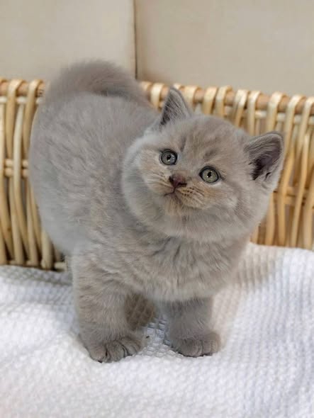 British Shorthair