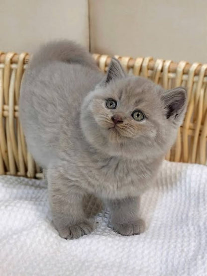 British Shorthair