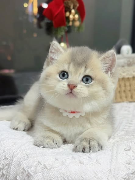 British Shorthair