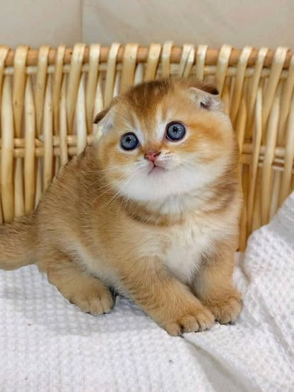 Scottish Fold