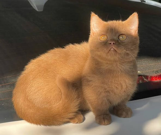 Munchkin