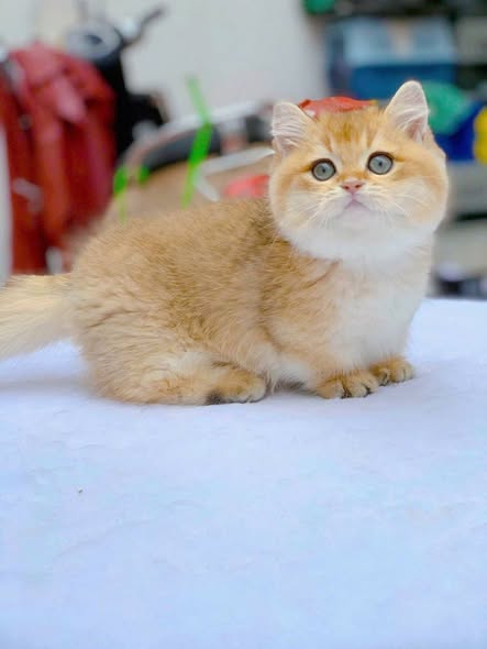 Munchkin