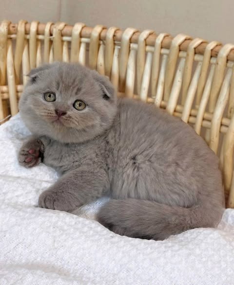 Scottish Fold