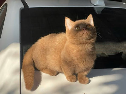 Munchkin