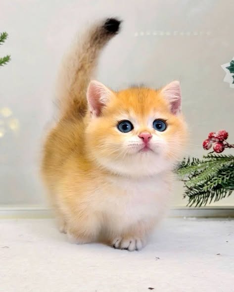 Munchkin