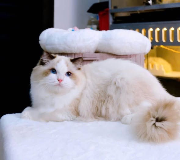 Ragdoll