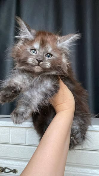 Maine Coon