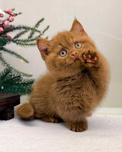 Munchkin