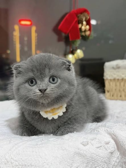 Scottish Fold