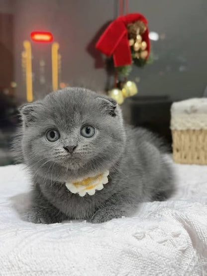 Scottish Fold