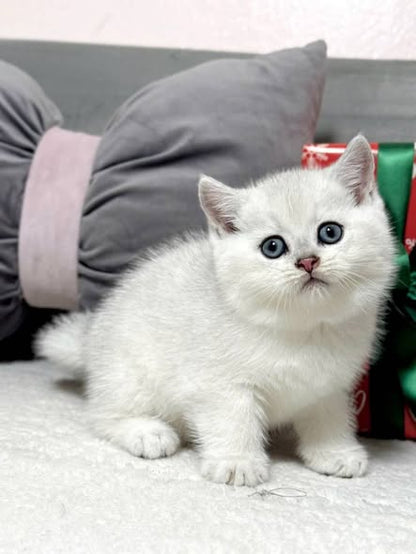 British Shorthair