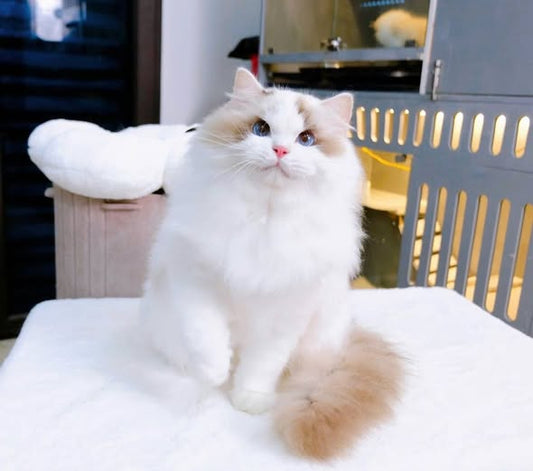 Ragdoll